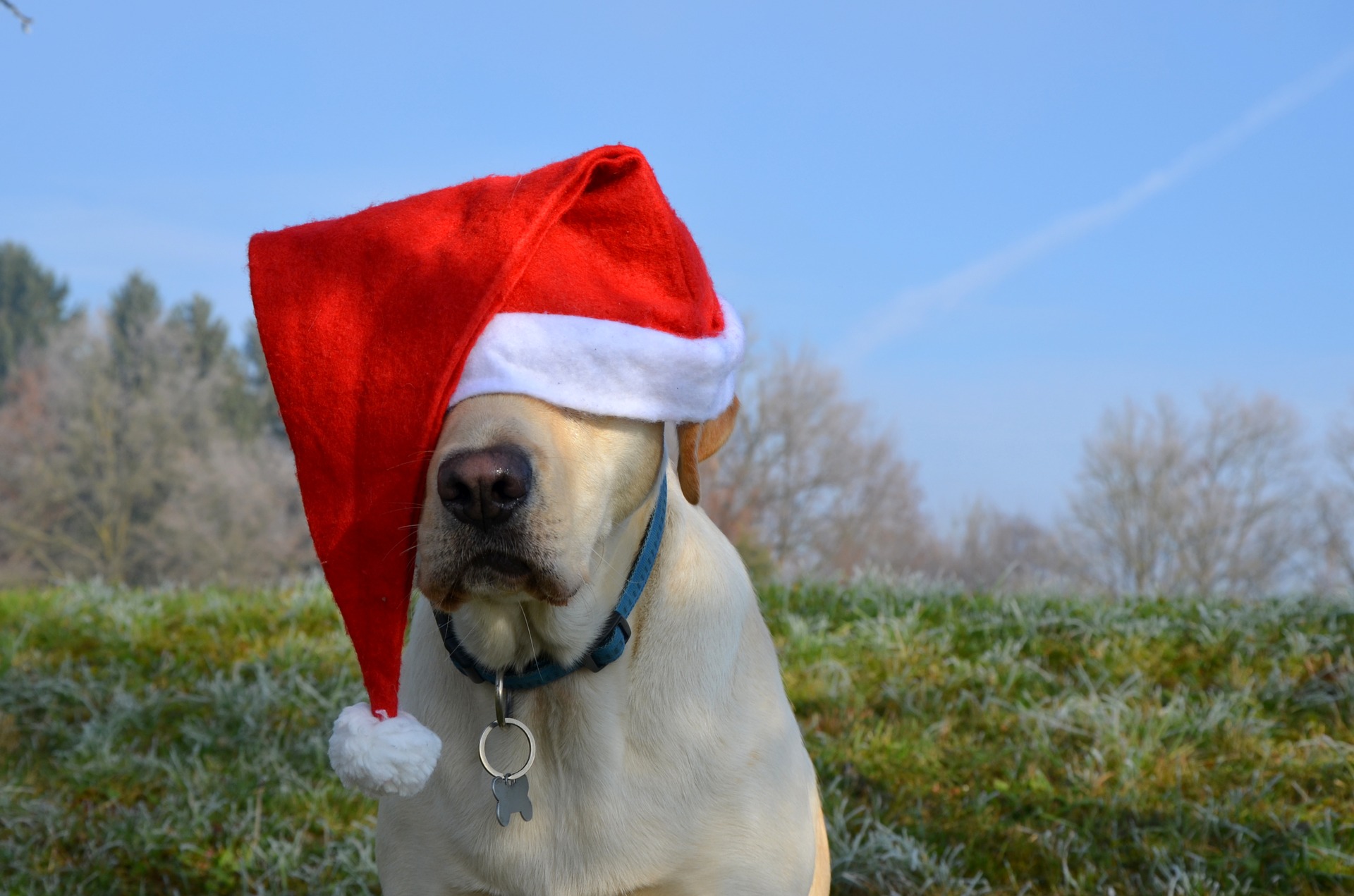 Schokolade Labrador Welpe Mit Weihnachtsmannmütze