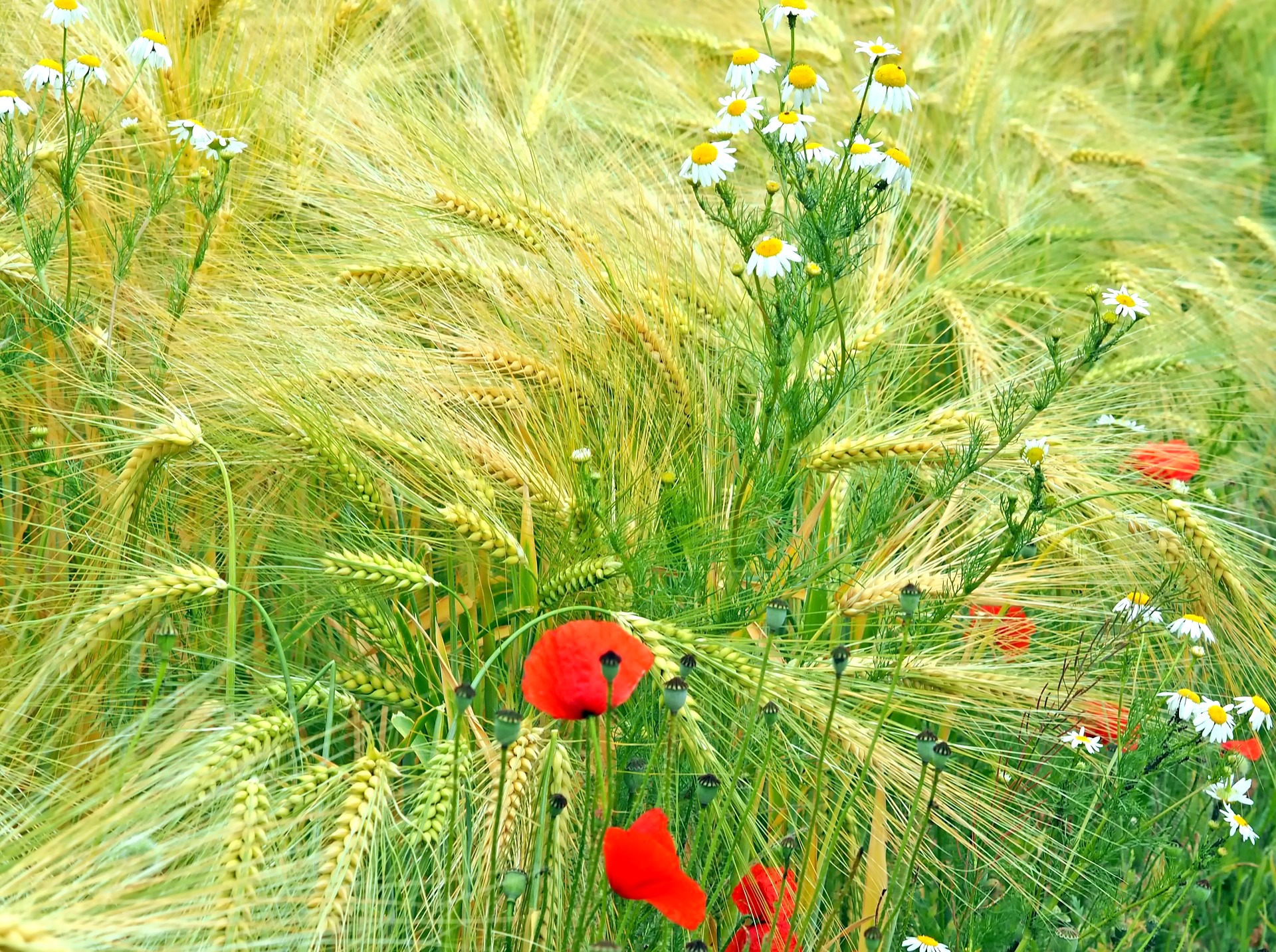 Mit Dem Essen Spielt Man Nicht Spongebob Ein Ausflug zum Hofladen * Elkes Kindergeschichten