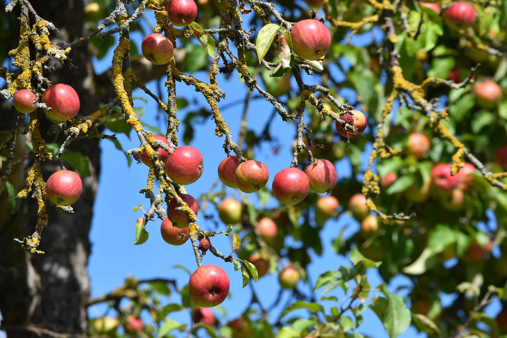 Ein Besuch im Herbst-Apfelbaum * Elkes Kindergeschichten